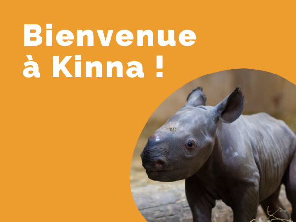 Lire la suite à propos de l’article Une naissance exceptionnelle au Bioparc de Doué-la-Fontaine